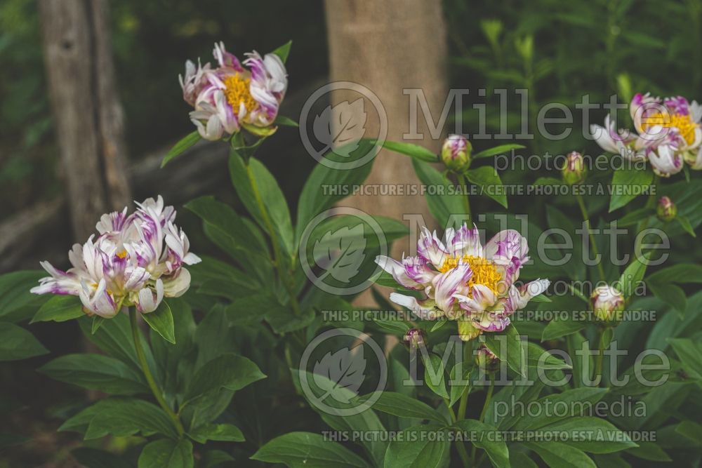 Paeonia Bric-a-Brac (Peony) 2 