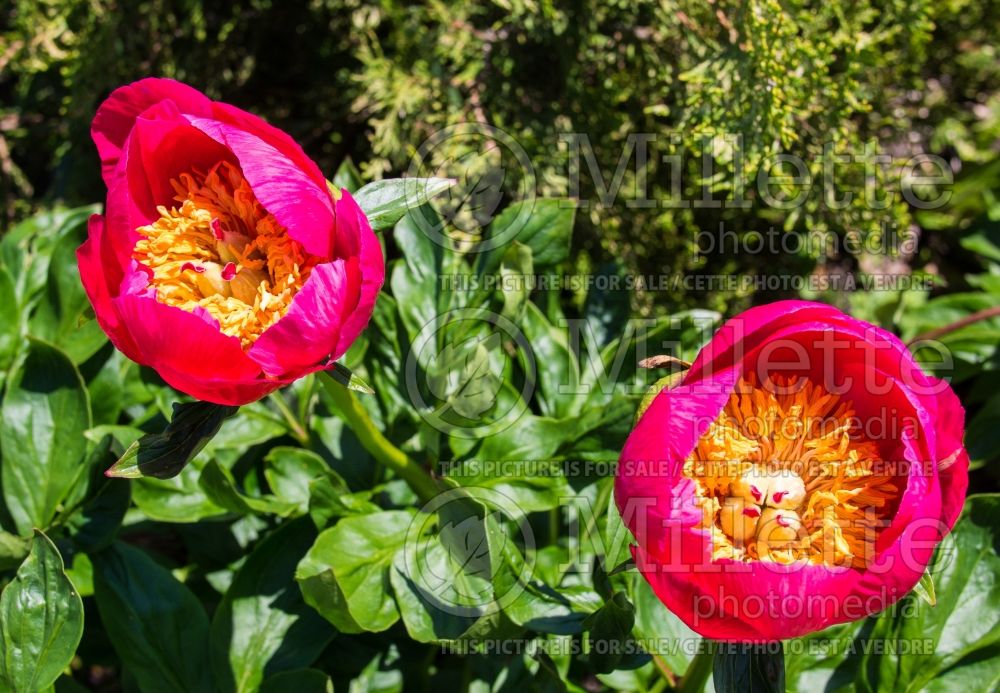 Paeonia Cavatina (Peony) 3