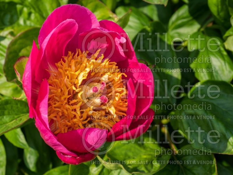 Paeonia Cavatina (Peony) 1