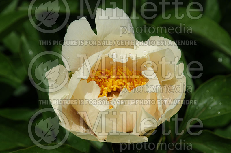 Paeonia Claire de Lune (Peony) 1 