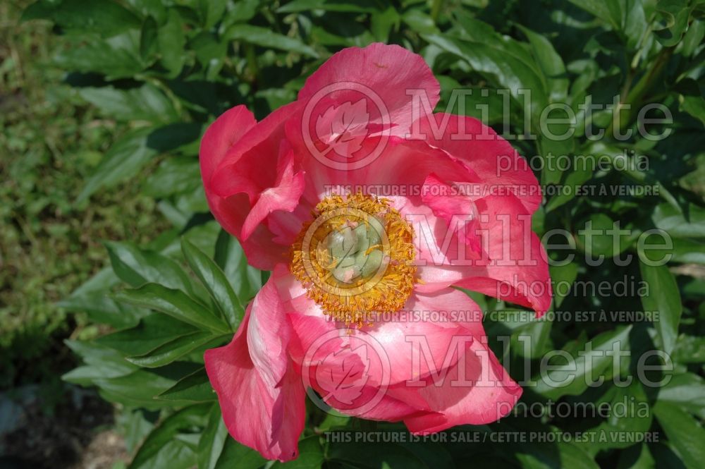 Paeonia Claudia (Peony) 2  