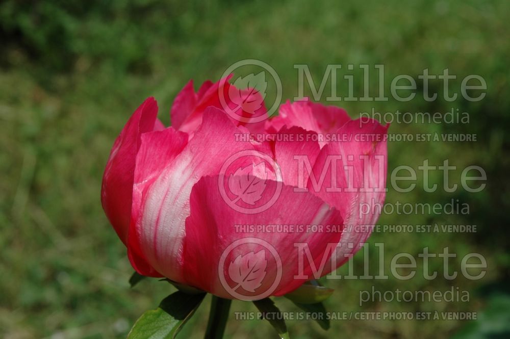 Paeonia Claudia (Peony) 3  