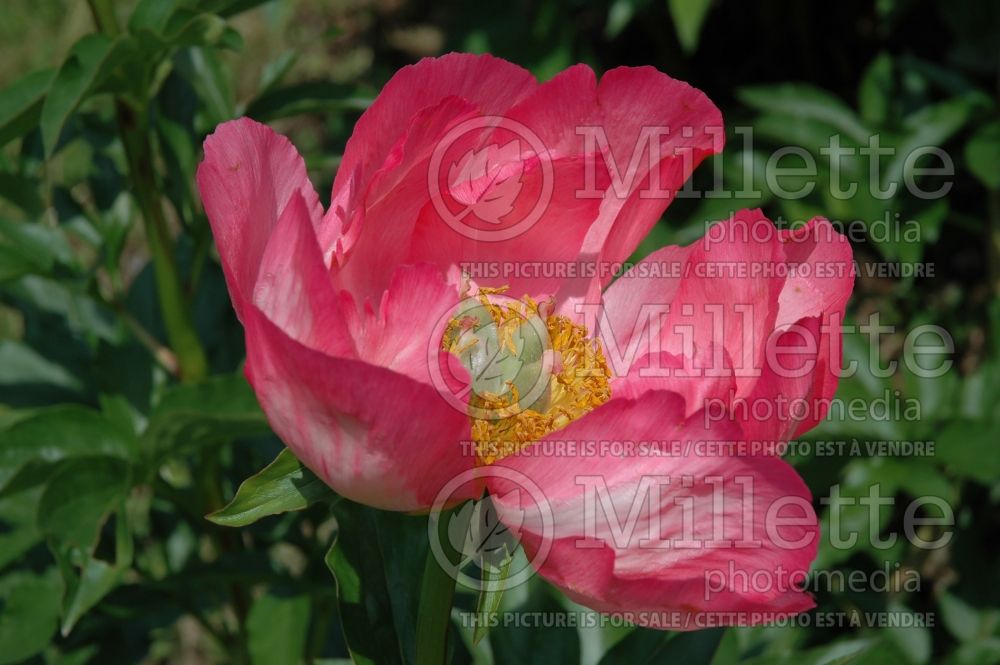 Paeonia Claudia (Peony) 4  