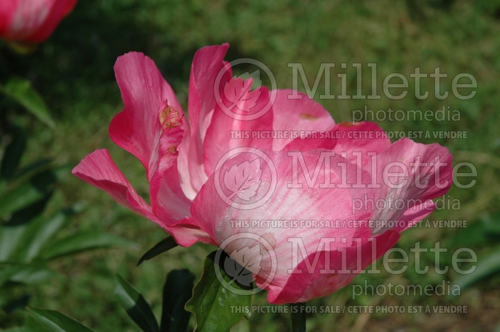 Paeonia Claudia (Peony) 1  