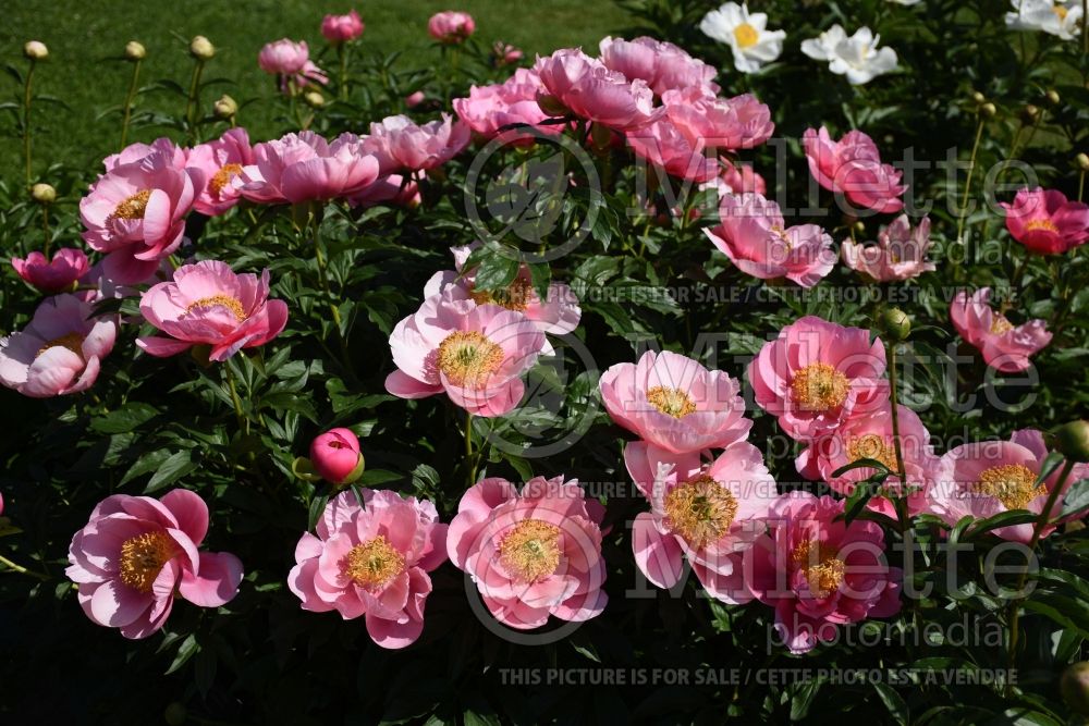 Paeonia Coral Tide (Peony) 1  