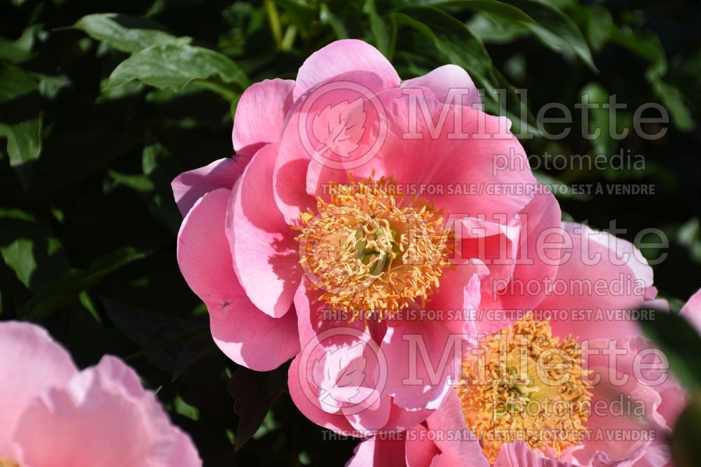 Paeonia Coral Tide (Peony) 2  