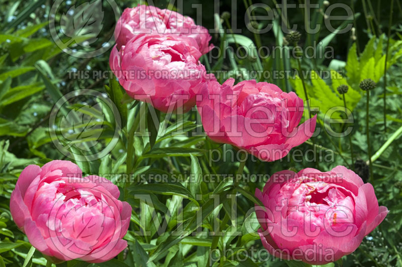 Paeonia Cytherea (Peony)  1 