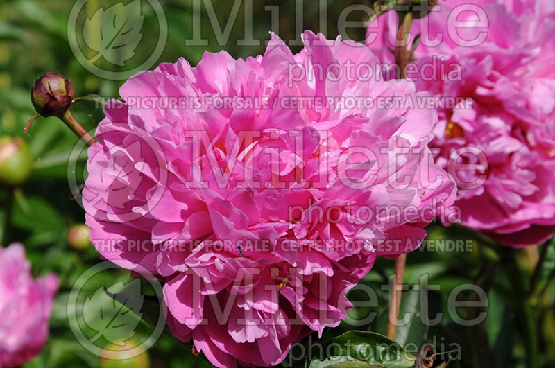 Paeonia Dayton (Peony) 1 