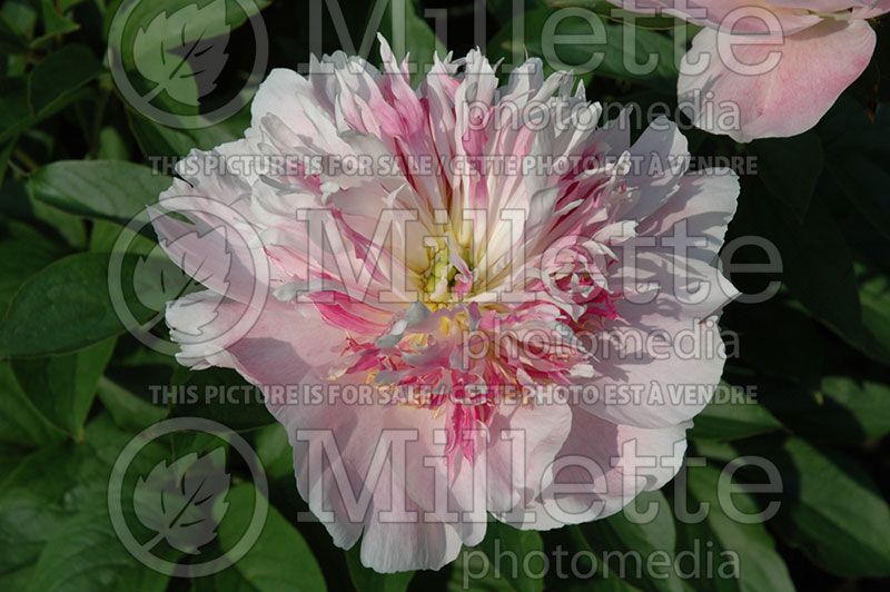 Paeonia Do Tell (Peony) 5 