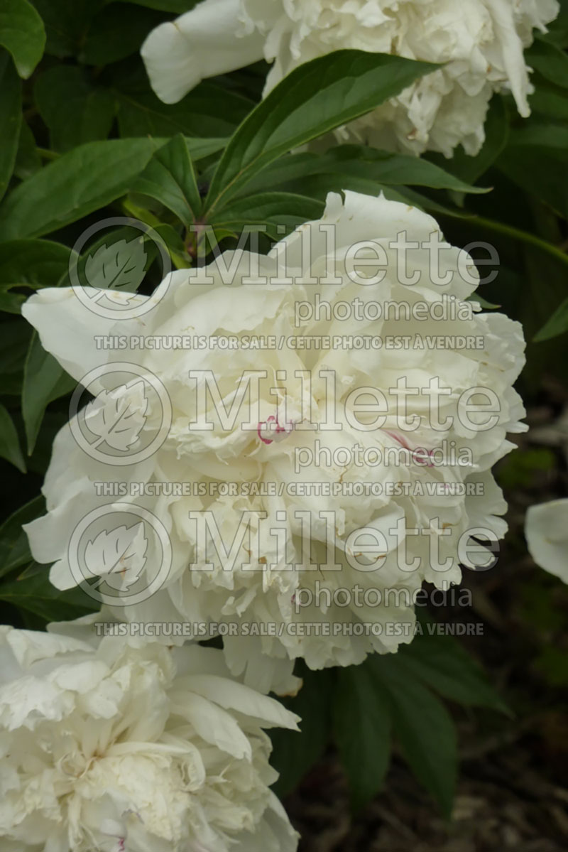 Paeonia Duchesse de Nemours (Peony) 2 