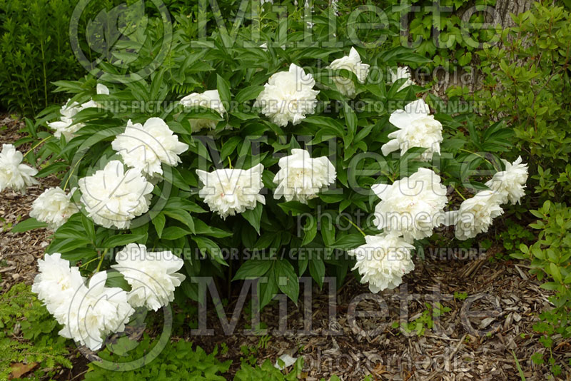 Paeonia Duchesse de Nemours (Peony) 3 