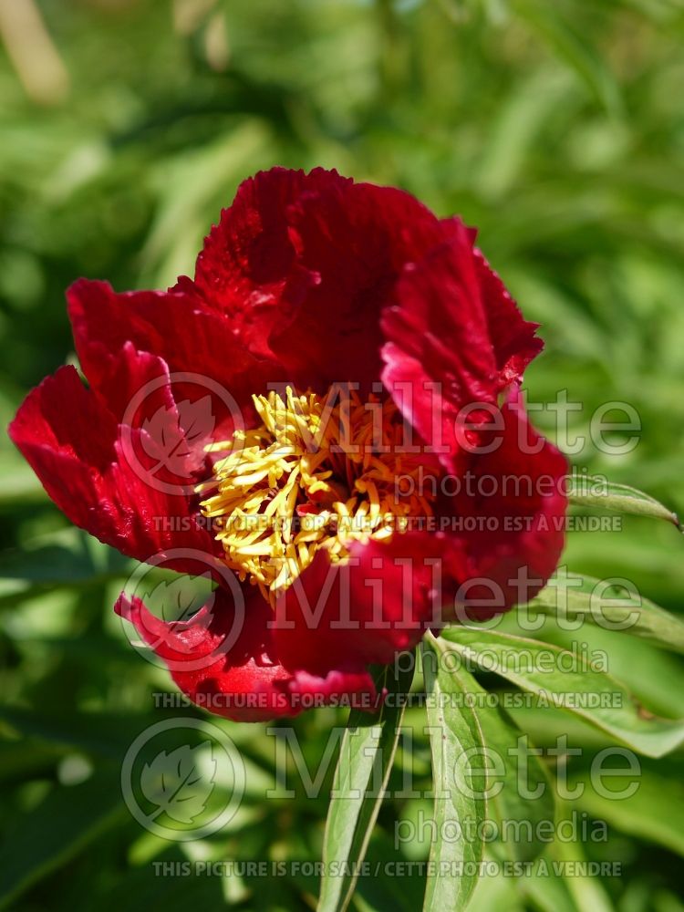 Paeonia Early Scout (Peony) 6  