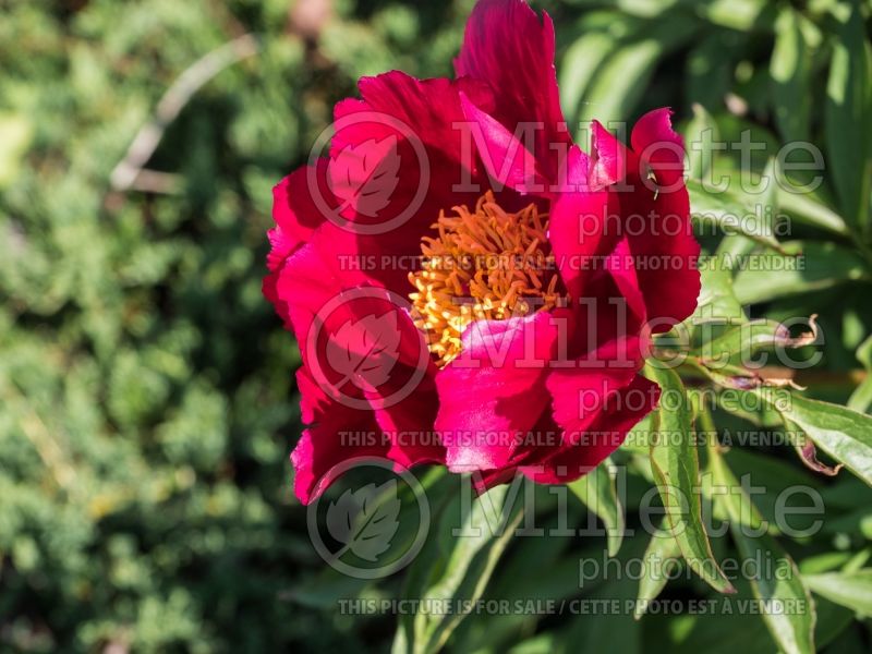 Paeonia Early Scout (Peony) 2  