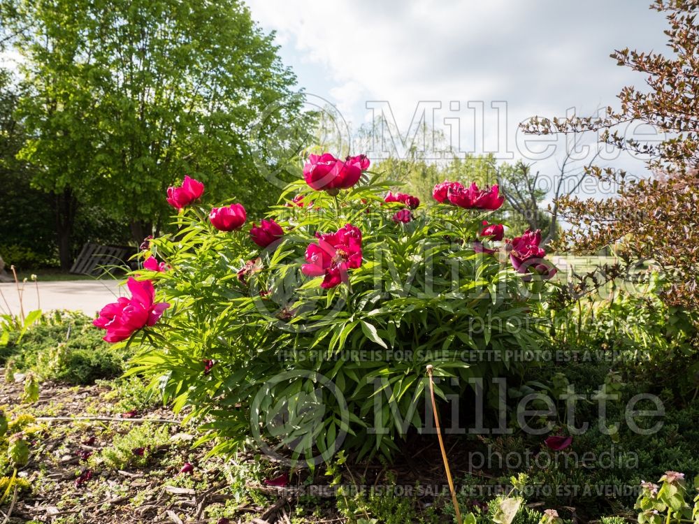 Paeonia Early Scout (Peony) 7  