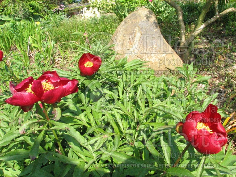 Paeonia Early Scout (Peony) 5  