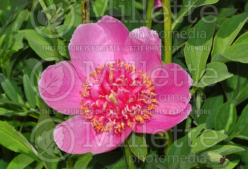 Paeonia Elfin Beauty (Peony) 2