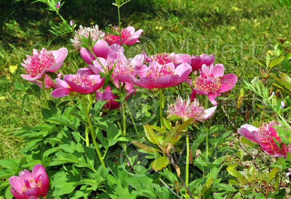 Paeonia Elfin Beauty (Peony) 1