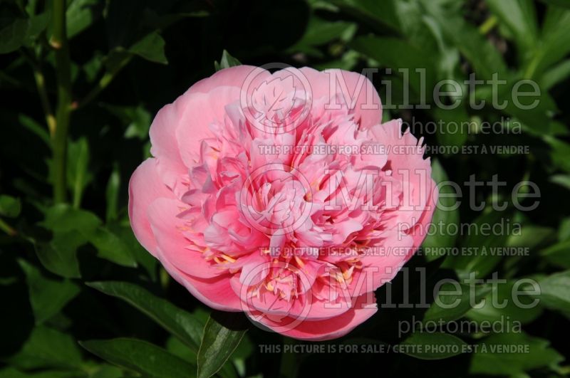 Paeonia Etched Salmon (Peony) 1  