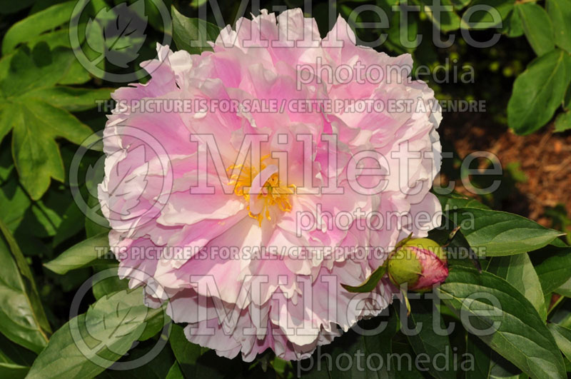 Paeonia Extra Sweet Pink (Peony) 2