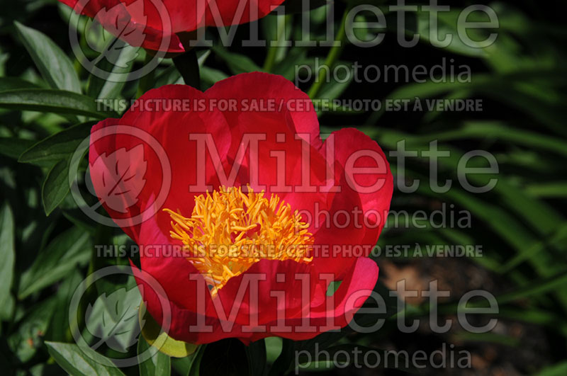 Paeonia Flame (Peony) 4 