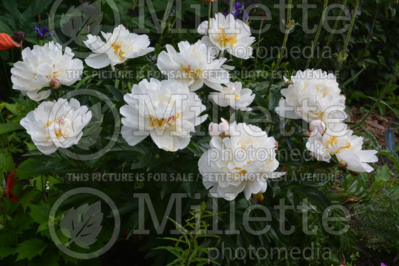 Paeonia Gardenia (Peony) 2 