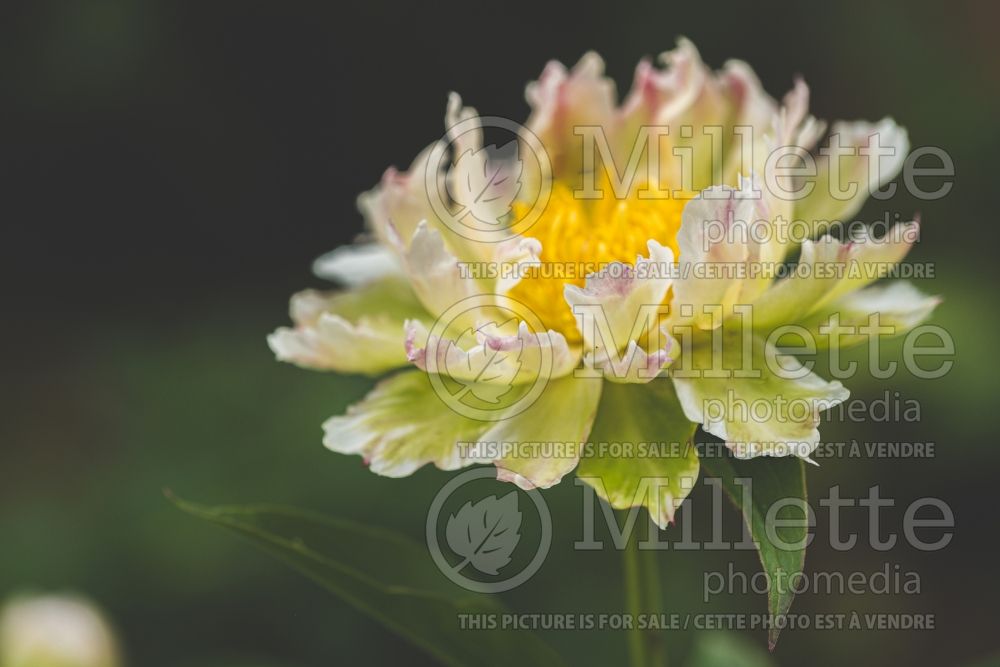 Paeonia Green Lotus (Peony) 6