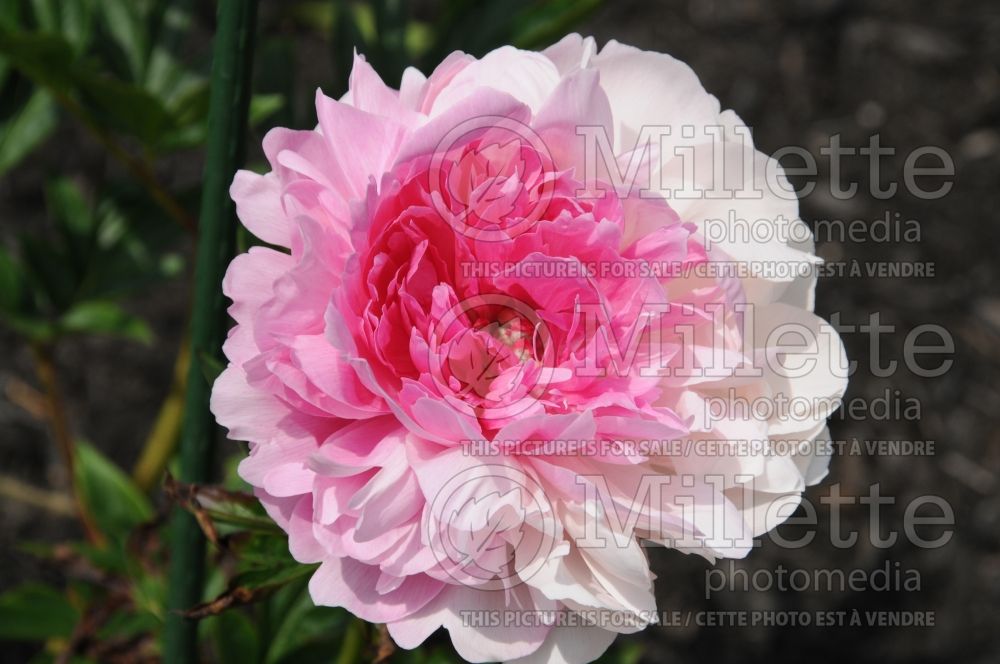 Paeonia Heavenly Pink (Peony) 1 