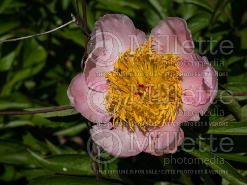 Paeonia Horizon (Peony) 2 