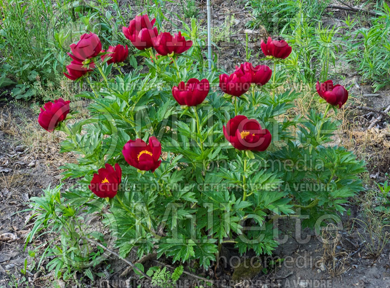 Paeonia Illini Warrior (Peony) 2