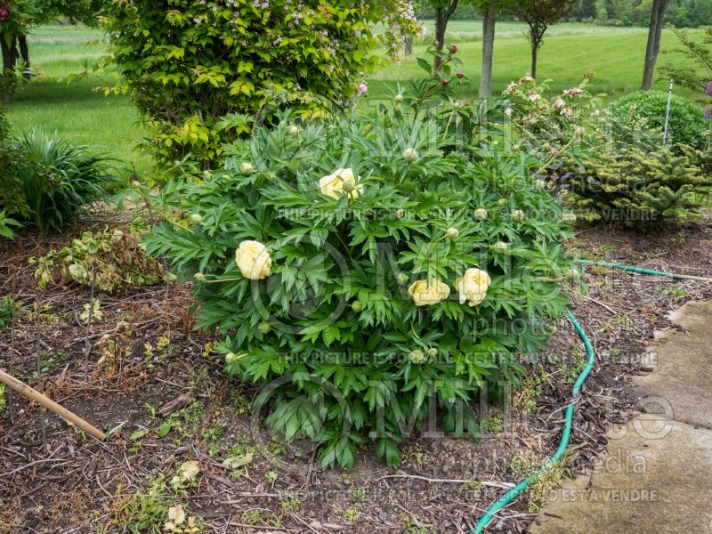 Paeonia Bartzella (Peony) 13