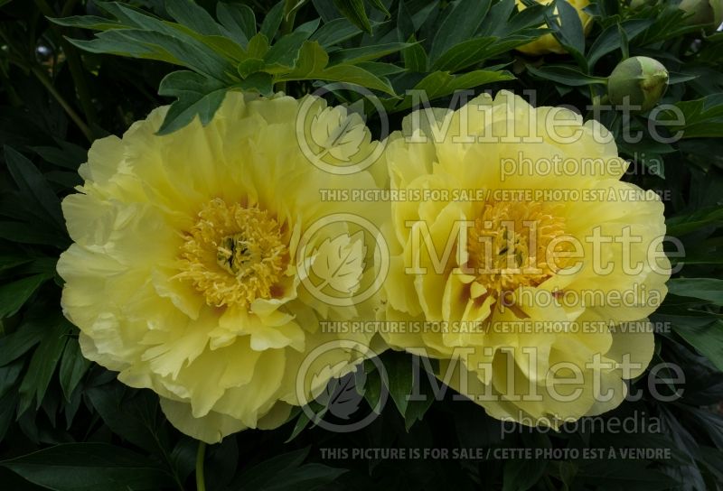 Paeonia Bartzella (Peony) 14