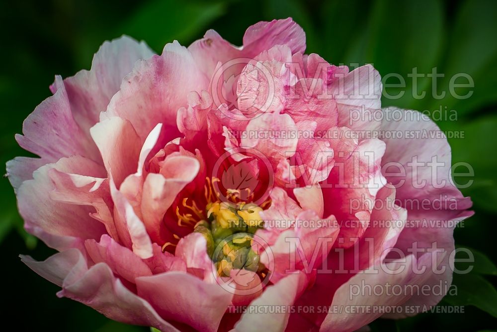 Paeonia Callie's Memory (Peony) 3 