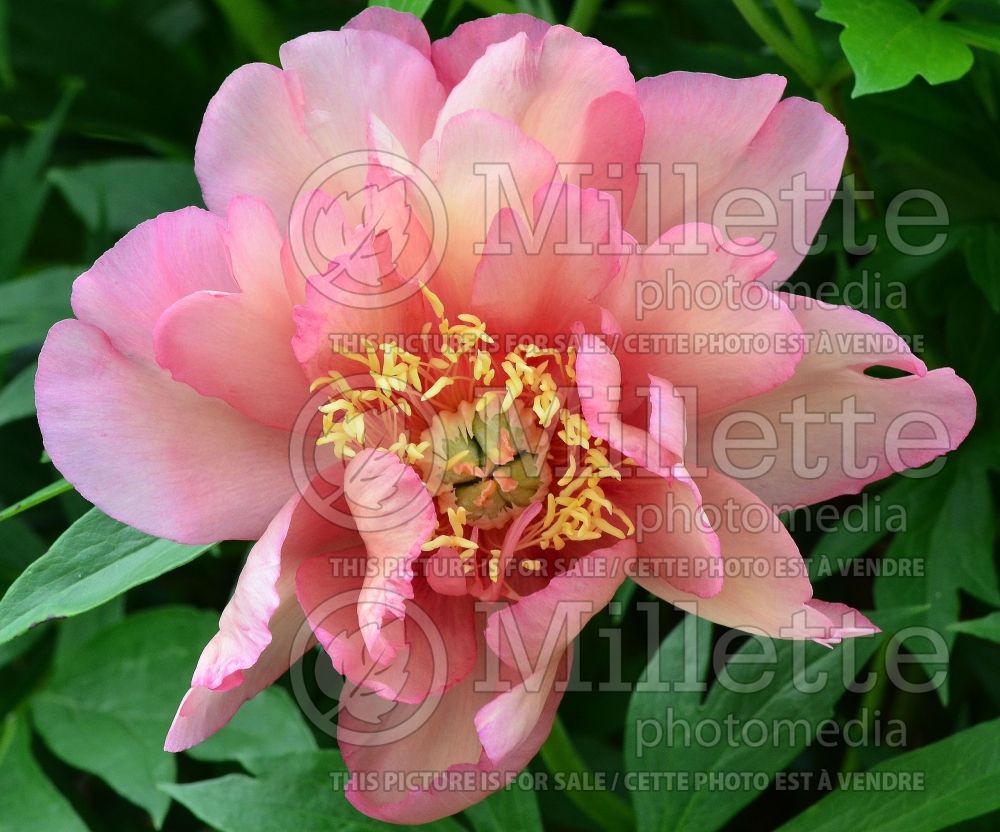 Paeonia Callie's Memory (Peony) 6 