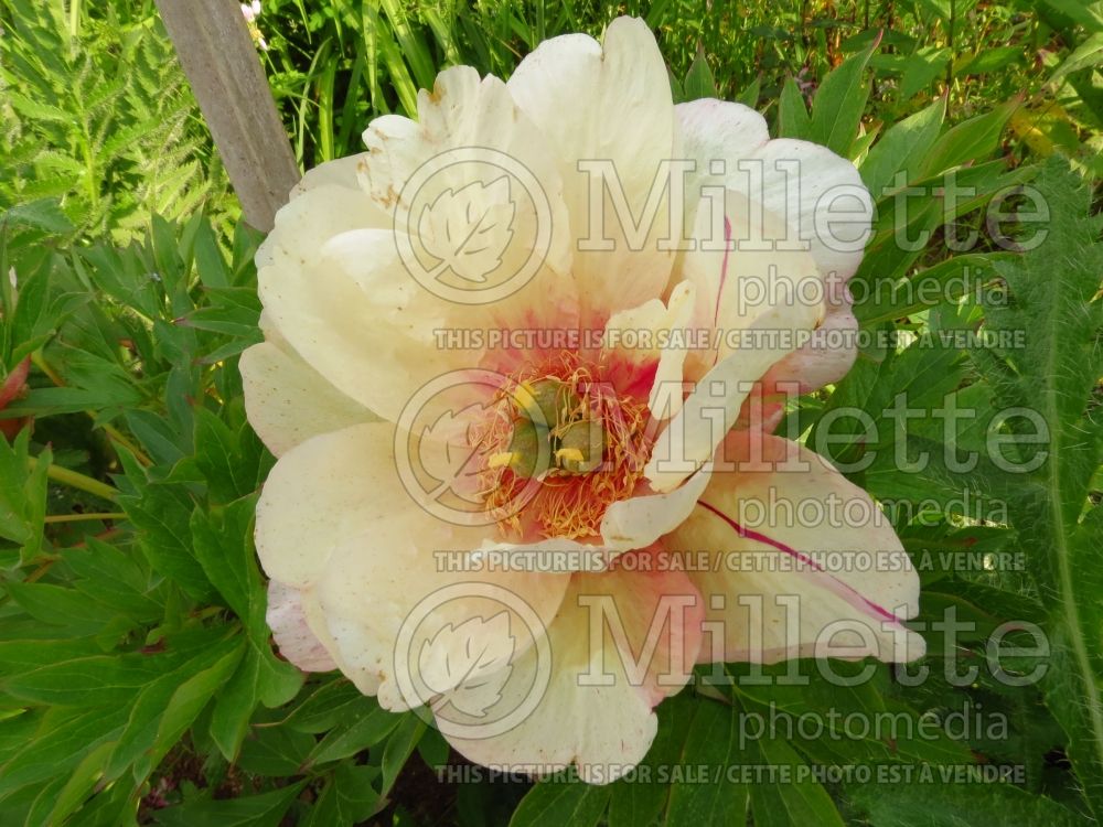 Paeonia Callie's Memory (Peony) 4 