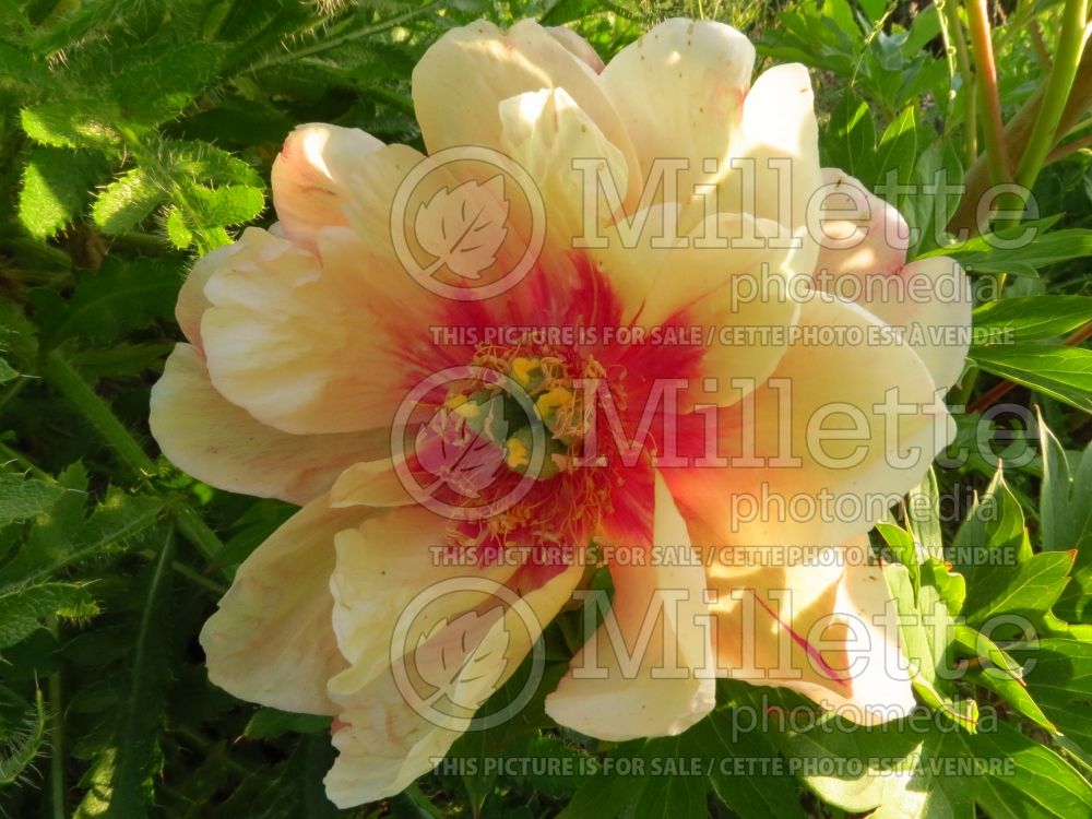 Paeonia Callie's Memory (Peony) 2