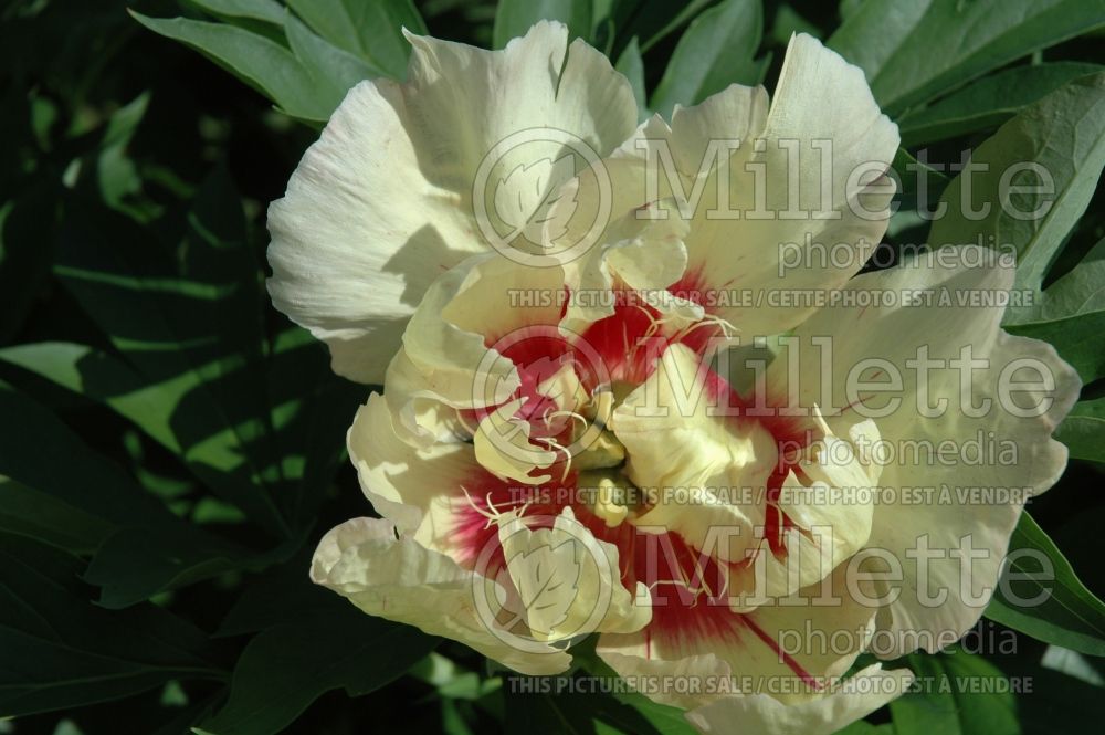 Paeonia Callie's Memory (Peony) 1 