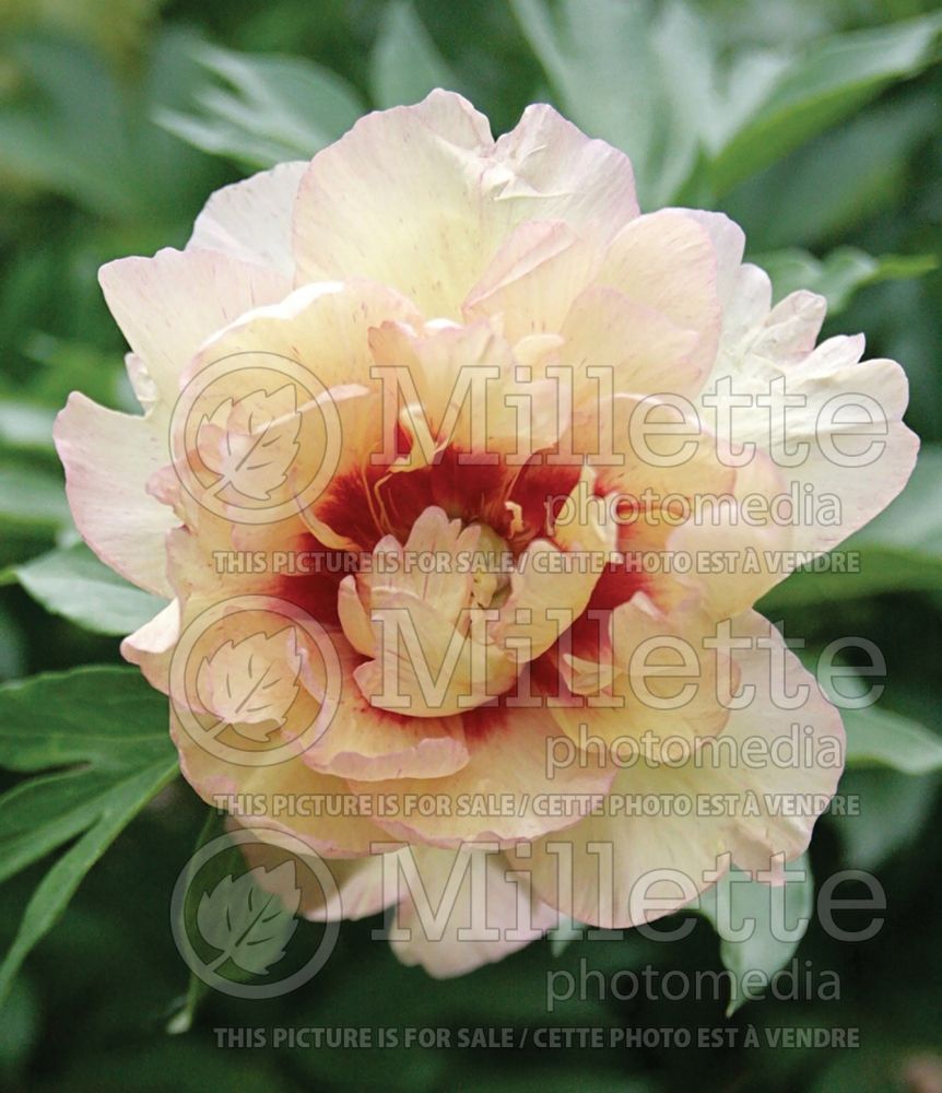 Paeonia Callie's Memory (Peony) 5 