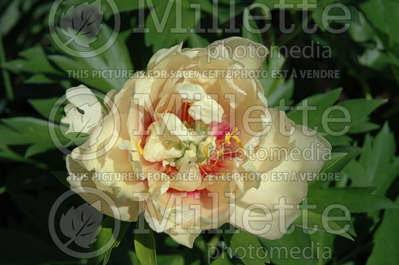 Paeonia Canary Brilliants (Peony) 3 