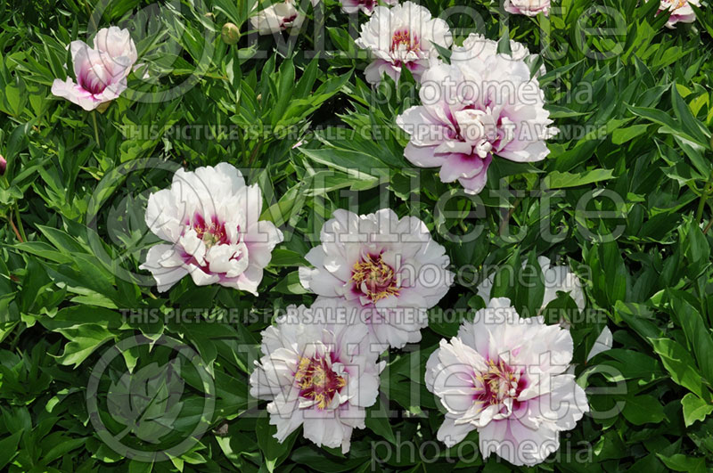 Paeonia Cora Louise (Peony) 6 