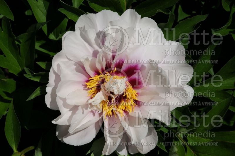 Paeonia Cora Louise (Peony) 8