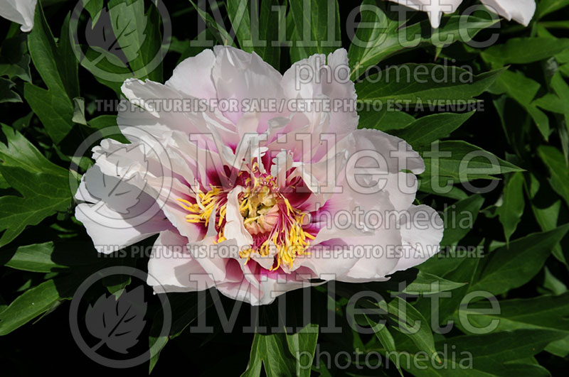 Paeonia Cora Louise (Peony)  1