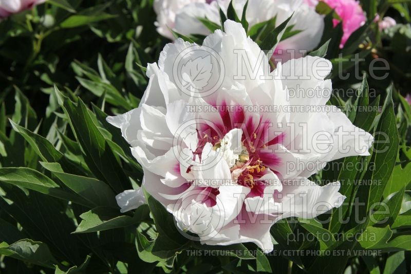 Paeonia Cora Louise (Peony) 10 