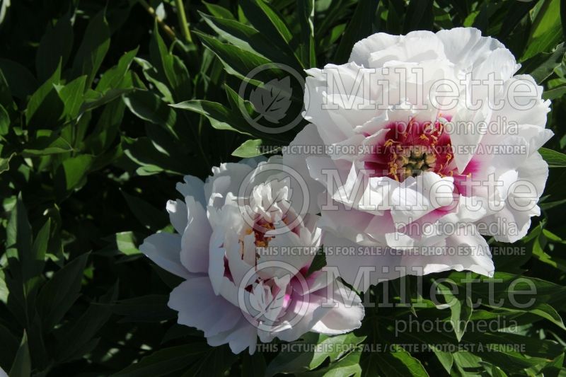 Paeonia Cora Louise (Peony) 11 