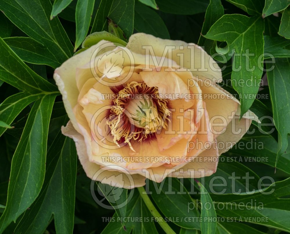 Paeonia Court Jester (Peony) 1