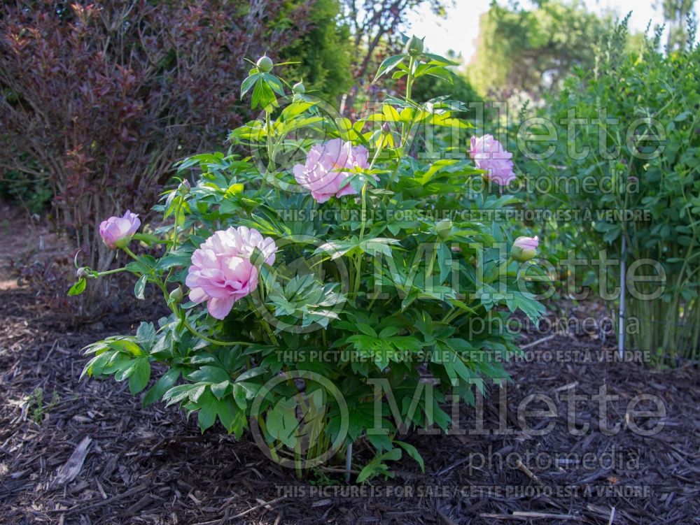Paeonia First Arrival (Peony) 8 