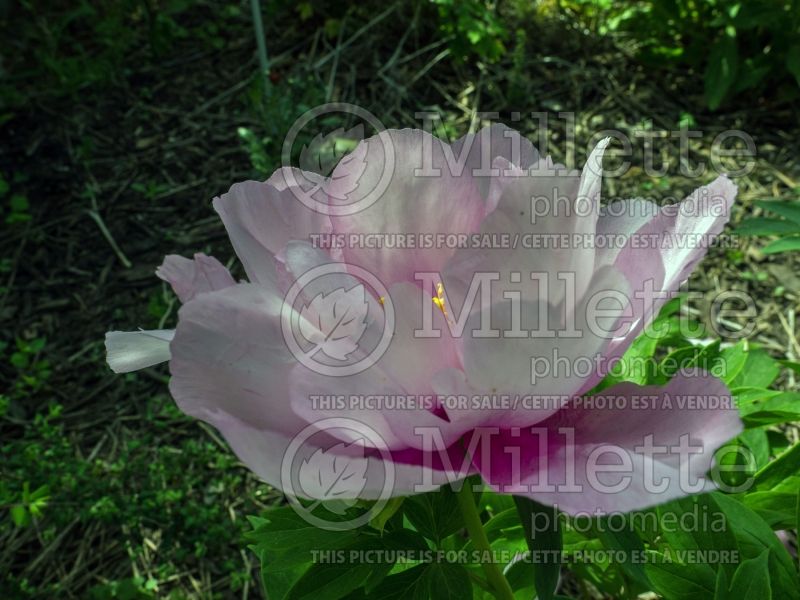 Paeonia First Arrival (Peony) 3 