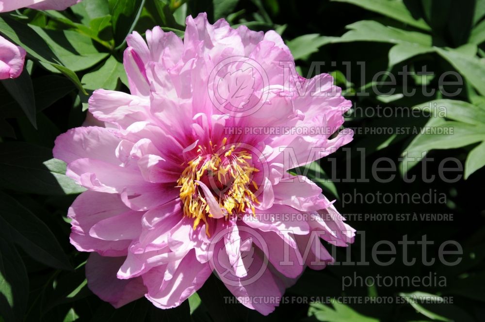 Paeonia First Arrival (Peony) 4 