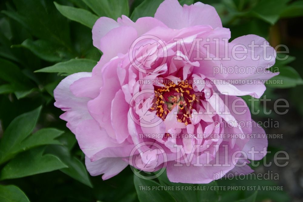 Paeonia First Arrival (Peony) 6 