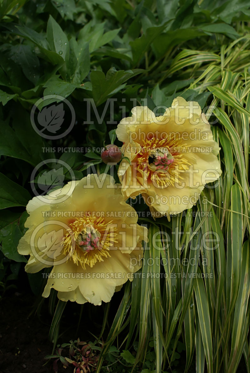 Paeonia Garden Treasure (Peony) 2  