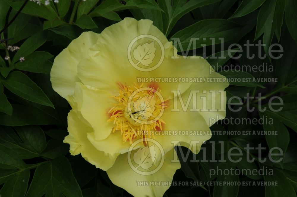 Paeonia Going Bananas (Peony)  1